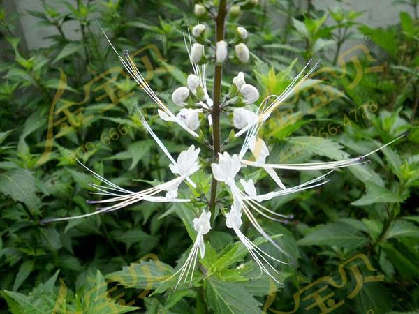 金宝贝微生物菌肥种植猫须公